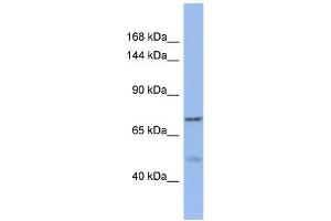 Western Blotting (WB) image for anti-KAT8 Regulatory NSL Complex Subunit 1-Like (KANSL1L) (C-Term) antibody (ABIN2785193) (KANSL1L 抗体  (C-Term))