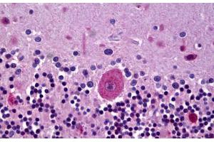 Anti-GLRA3 antibody IHC staining of human brain, cerebellum, purine. (GLRA3 抗体  (C-Term))