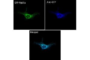 Immunofluorescence (IF) image for anti-Green Fluorescent Protein (GFP) antibody (DyLight 405) (ABIN7273059) (GFP 抗体  (DyLight 405))