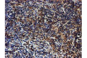 Image no. 11 for anti-Protein Disulfide Isomerase Family A, Member 4 (PDIA4) antibody (ABIN1500110) (PDIA4 抗体)