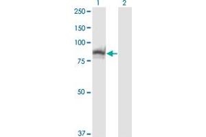 Western Blotting (WB) image for anti-Slingshot Homolog 3 (SSH3) (AA 293-392) antibody (ABIN599261) (SSH3 抗体  (AA 293-392))