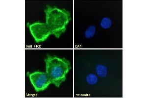 Immunofluorescence (IF) image for anti-Formiminotransferase Cyclodeaminase (FTCD) (Internal Region) antibody (ABIN185268)