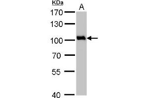 WB Image VCP antibody detects VCP protein by Western blot analysis. (VCP 抗体  (N-Term))
