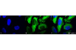 Immunocytochemistry/Immunofluorescence analysis using Mouse Anti-Hsp27 Monoclonal Antibody, Clone 5D12-A3 . (HSP27 抗体  (Atto 488))