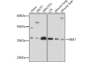 Western blot analysis of extracts of various cell lines, using NEK7 Rabbit mAb (ABIN7268843) at 1:1000 dilution. (NEK7 抗体)