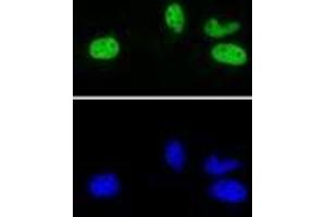 Rad21 antibody (rAb) tested by Immunofluorescence. (Recombinant RAD21 抗体  (N-Term))