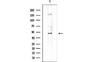 anti-Polymerase (DNA Directed), delta 2, Accessory Subunit (POLD2) antibody