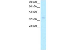 Western Blotting (WB) image for anti-Zinc Finger Protein 391 (ZNF391) antibody (ABIN2460340) (ZNF391 抗体)