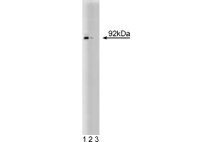 Western Blotting (WB) image for anti-Signal Transducer and Activator of Transcription 5A (STAT5A) (AA 451-649) antibody (ABIN967811) (STAT5A 抗体  (AA 451-649))