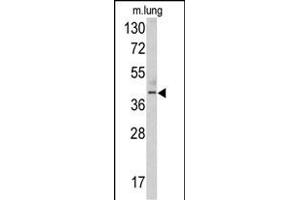 Western blot analysis of TDG antibody (N-term) (ABIN390559 and ABIN2840890) in mouse lung tissue lysates (35 μg/lane). (TDG 抗体  (N-Term))