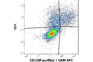 Flow cytometry surface staining pattern of KIR2DL5A (CD158f) transfected HEK-293 cells co-transfected with YFP coding plasmid using anti-human CD158f (UP-R1) purified antibody (concentration in sample 4 μg/mL, GAM APC). (KIR2DL5A 抗体)