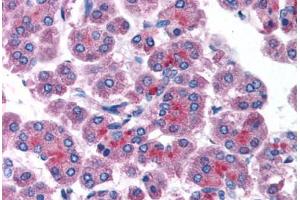 Human Pancreas (formalin-fixed, paraffin-embedded) stained with RAB14 antibody ABIN214804 at 5 ug/ml followed by biotinylated goat anti-rabbit IgG secondary antibody ABIN481713, alkaline phosphatase-streptavidin and chromogen. (RAB14 抗体  (C-Term))