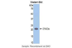 Western Blotting (WB) image for anti-Amiloride Binding Protein 1 (Amine Oxidase (Copper-Containing)) (ABP1) (AA 176-328) antibody (ABIN1173375)