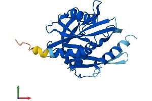 Protein Structure (PS) image for Nudix (Nucleoside Diphosphate Linked Moiety X)-Type Motif 7 (NUDT7) (AA 1-236) protein (His tag) (ABIN7560449)