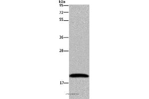 Western blot analysis of 293T cell, using NDUFA8 Polyclonal Antibody at dilution of 1:300 (NDUFA8 抗体)