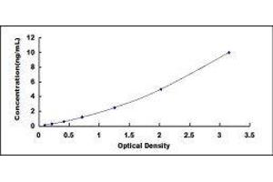 Legumain (LGMN) ELISA Kit