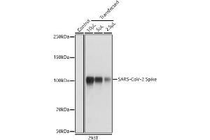 Western Blotting (WB) image for anti-Coronavirus Spike Glycoprotein (CoV S) antibody (ABIN7266506)