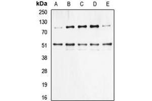 Western blot analysis of NF-kappaB p105/p50 (pS337) expression in HeLa (A), HEK293T TNF-treated (B), NIH3T3 (C), Raw264. (NFKB1 抗体  (pSer337))