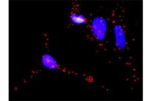 Proximity Ligation Analysis of protein-protein interactions between BAD and RAF1. (BAD 抗体  (AA 1-168))