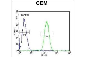 WAS Antibody (Center) (ABIN653830 and ABIN2843097) flow cytometric analysis of CEM cells (right histogram) compared to a negative control cell (left histogram). (WASP 抗体  (AA 116-144))