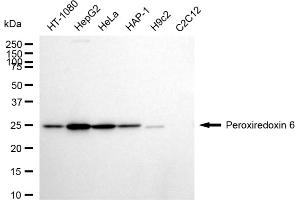 anti-Peroxiredoxin 6 (PRDX6) antibody