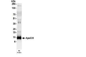 Western Blotting (WB) image for anti-Apolipoprotein C-III (APOC3) antibody (HRP) (ABIN7449313)