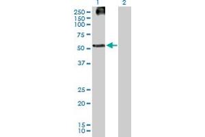Western Blot analysis of KRT83 expression in transfected 293T cell line by KRT83 MaxPab polyclonal antibody.
