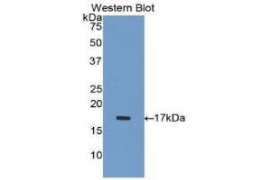 Western Blotting (WB) image for anti-Inhibin, alpha (INHA) (AA 233-366) antibody (ABIN1078184) (Inhibin alpha 抗体  (AA 233-366))