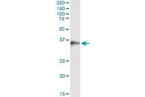 Immunoprecipitation (IP) image for anti-Sorting Nexin 11 (SNX11) (AA 1-270) antibody (ABIN526156)