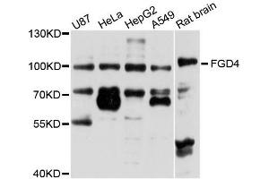 Western blot analysis of extracts of various cell lines, using FGD4 antibody (ABIN5996251) at 1/1000 dilution. (FGD4 抗体)