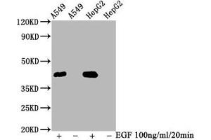 Western Blot Positive WB detected in A549 whole cell lysate,HepG2 whole cell lysate(treated with EGF or not) All lanes Phospho-MAPK3 antibody at 2. (Recombinant ERK1 抗体  (pThr185, pThr202))