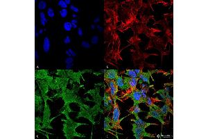 Immunocytochemistry/Immunofluorescence analysis using Mouse Anti-NrCAM Monoclonal Antibody, Clone S364-51 . (NrCAM 抗体  (Extracellular Domain) (APC))