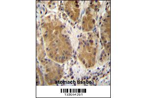 PCDHB5 Antibody immunohistochemistry analysis in formalin fixed and paraffin embedded human stomach tissue followed by peroxidase conjugation of the secondary antibody and DAB staining. (PCDHb5 抗体  (AA 278-307))