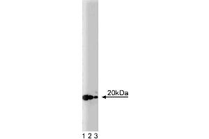 Western blot analysis of ARF-3 on a rat cerebrum lysate. (ARF3 抗体  (AA 1-181))
