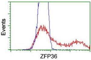 HEK293T cells transfected with either RC202049 overexpress plasmid (Red) or empty vector control plasmid (Blue) were immunostained by anti-ZFP36 antibody (ABIN2454209), and then analyzed by flow cytometry. (ZFP36 抗体)