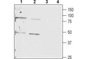 Western blot analysis of rat (lanes 1 and 3) and mouse (lanes 2 and 4) heart lysates: - 1,2. (Cx40/GJA5 抗体  (C-Term, Intracellular))