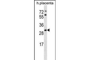 STARD4 Antibody (N-term) (ABIN656728 and ABIN2845952) western blot analysis in human placenta tissue lysates (35 μg/lane). (STARD4 抗体  (N-Term))