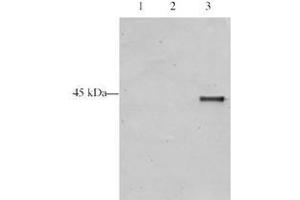 Image no. 1 for anti-Inhibitor of Growth Family, Member 5 (ING5) (AA 127-140) antibody (ABIN297204) (ING5 抗体  (AA 127-140))