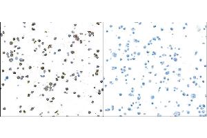 Immunocytochemistry (ICC) image for anti-Granzyme B (GZMB) (AA 19-247) antibody (ABIN7449554) (Recombinant GZMB 抗体  (AA 19-247))