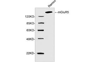 Western blot analysis of cell lysate using 2 µg/mL Rabbit Anti-mGluR5 Polyclonal Antibody (ABIN398992) The signal was developed with IRDyeTM 800 Conjugated Goat Anti-Rabbit IgG. (Metabotropic Glutamate Receptor 5 抗体  (C-Term))