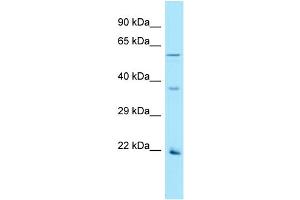 OR2AG1 抗体  (C-Term)