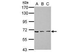 Image no. 1 for anti-Zinc Finger Protein 416 (ZNF416) (AA 93-431) antibody (ABIN1501843) (ZNF416 抗体  (AA 93-431))