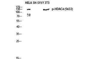 Western Blot (WB) analysis of HeLa, SH-SY5Y, 3T3 lysis using Phospho-HDAC4 (S632) antibody. (HDAC4 抗体  (pSer632))