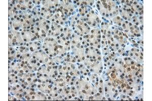 Immunohistochemical staining of paraffin-embedded Human Kidney tissue using anti-PDE4A mouse monoclonal antibody. (PDE4A 抗体)