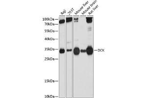 Western Blotting (WB) image for anti-Deoxycytidine Kinase (DCK) (AA 1-260) antibody (ABIN3022558)