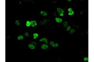 Image no. 11 for anti-Aryl Hydrocarbon Receptor Nuclear Translocator (ARNT) antibody (ABIN1496729) (ARNT 抗体)