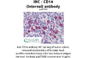 Image no. 1 for anti-CD14 (CD14) (Internal Region) antibody (ABIN1732816) (CD14 抗体  (Internal Region))
