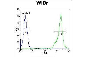 Flow cytometric analysis of WiDr cells (right histogram) compared to a negative control cell (left histogram). (C4BPA 抗体  (C-Term))