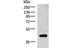 Western blot analysis of Raji cell lysate using ADH1B Polyclonal Antibody at dilution of 1:1000 (ADH1B 抗体)