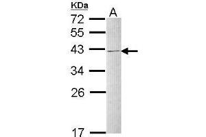 Western blot analysis of 30 ug of whole cell lysate (A: Raji) using a 12 % SDS PAGE gel and hnRNP C1/C2 antibody at a dilution of 1:1000 (HNRNPC 抗体)
